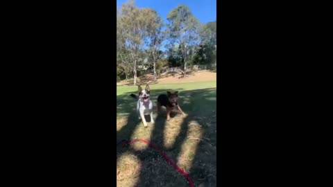 Super cool pup performs incredible backflip trick