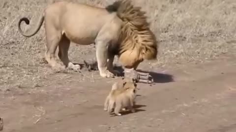 Lion dad tries to ditch his kids 😩 Video by Serengeti