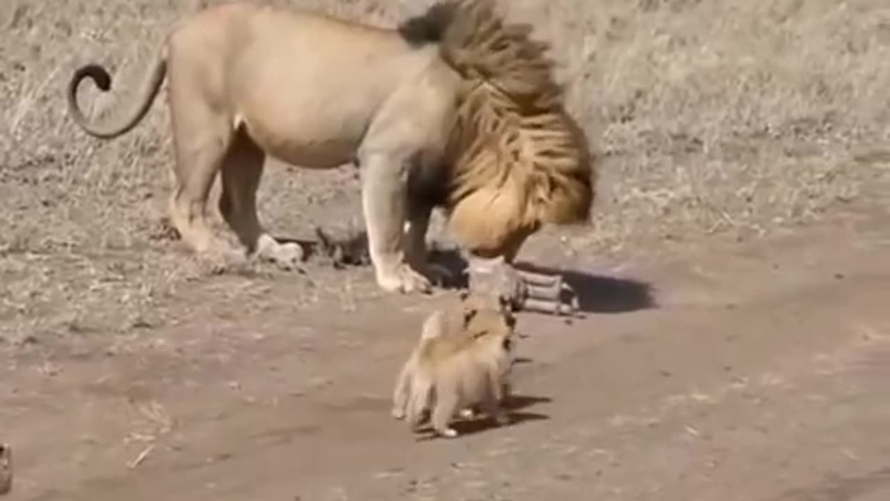 Lion dad tries to ditch his kids 😩 Video by Serengeti