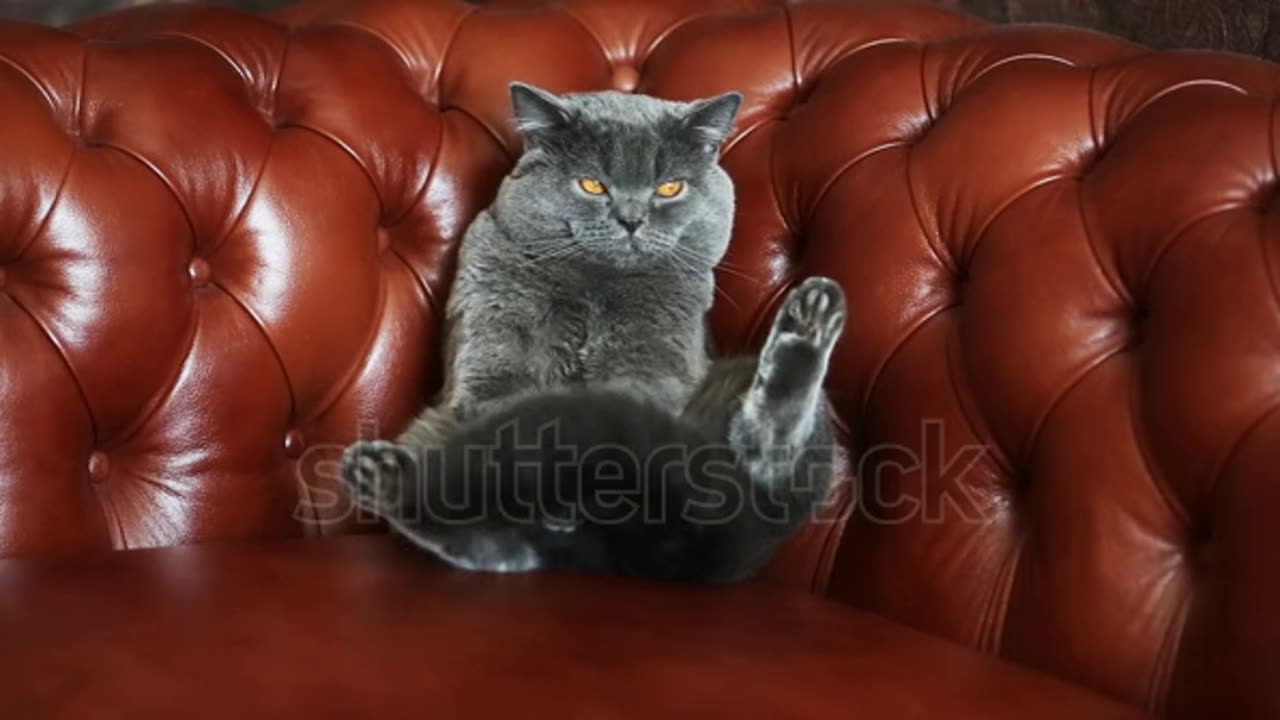 Cat chilling on a nice sofa