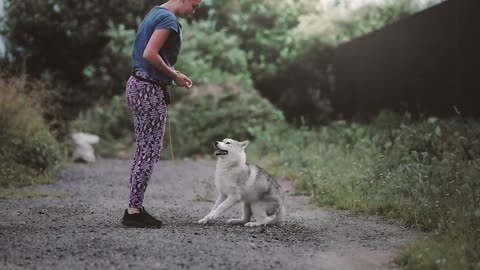 Playful Dog Leaping High Up To Mom's Arms