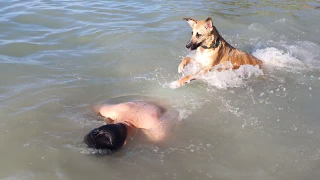 Swimming Doggo Fails the Rescue Test