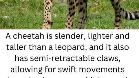 FACTS ABOUT CHEETAH...5\6