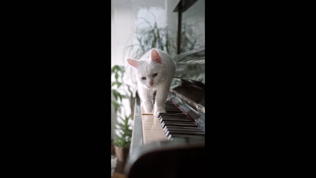 Cute Cats play piano music very sweet music 🎶🎶🎶