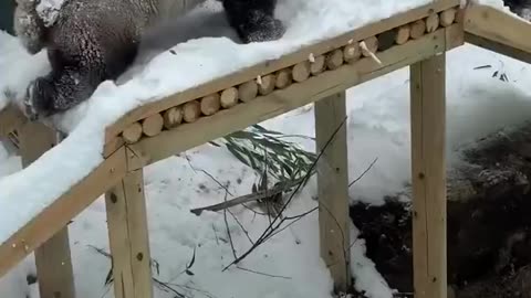 BEARLY SNOW FUN