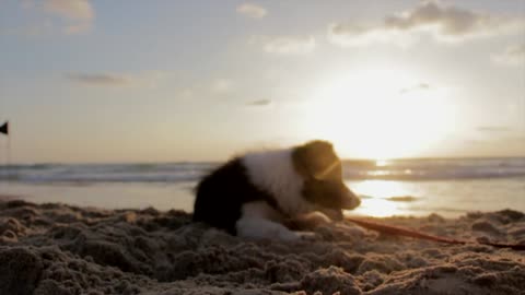 Dog playing in the beach during sun set