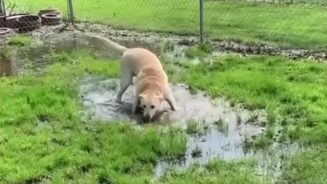 Blind dog discover the puddle❤