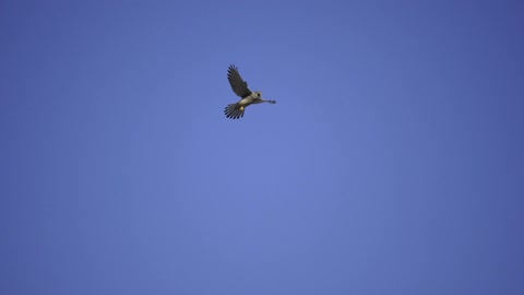 Watch the wonderful bird flying in the sky