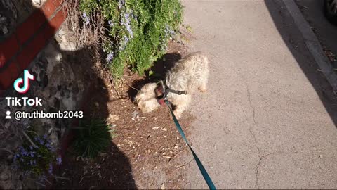 Mitch the Norfolk Terrier explores smells and sounds.