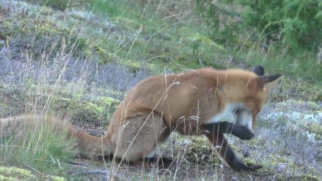 Wild fox resting