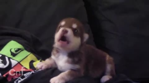 Cute Malamute Husky Puppy Howls Along