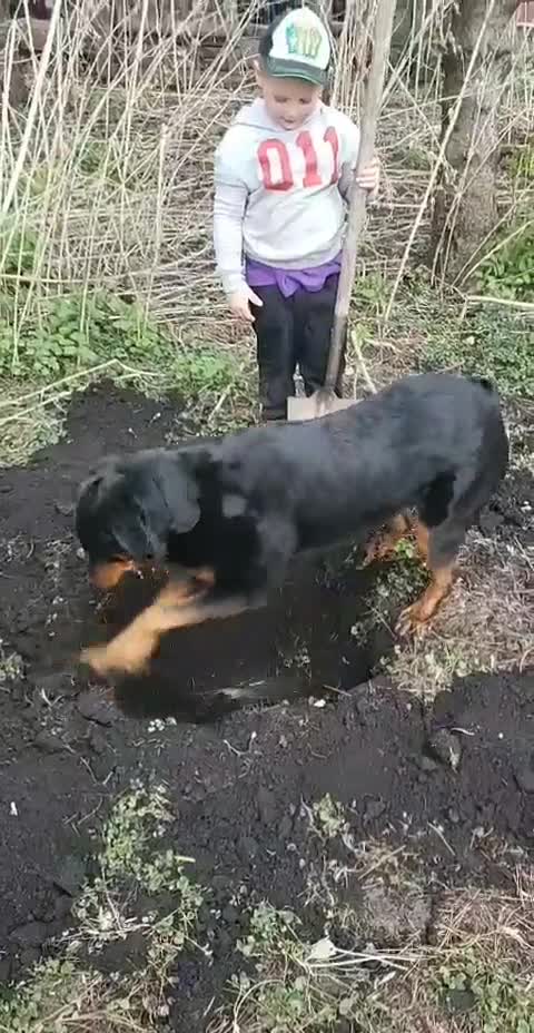 Dog Helps Kids Dig Their Holes