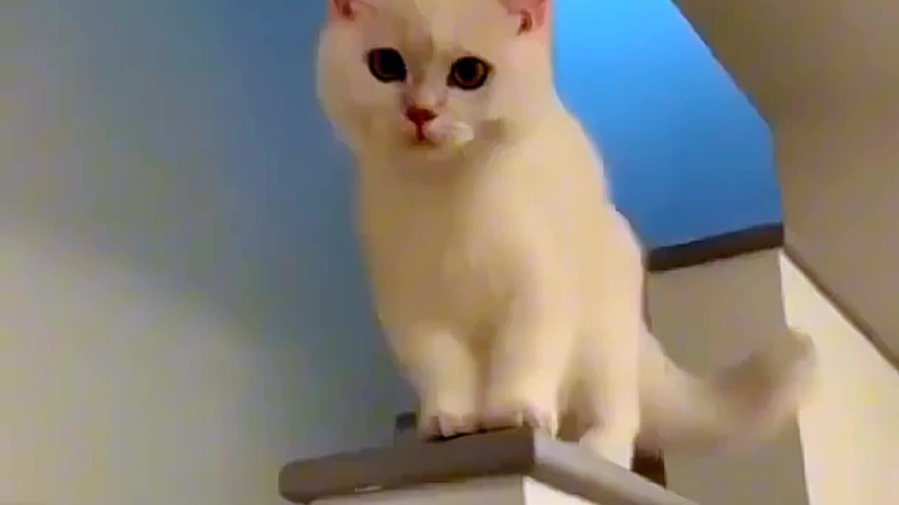 Cute cat fanny video