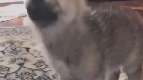 Singing wolf pup cute