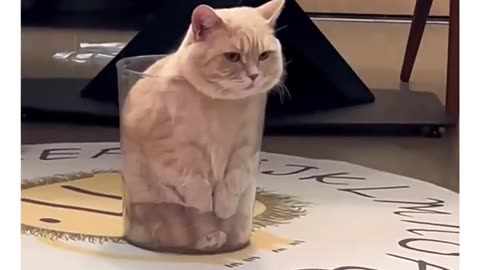 Cute Cats atack