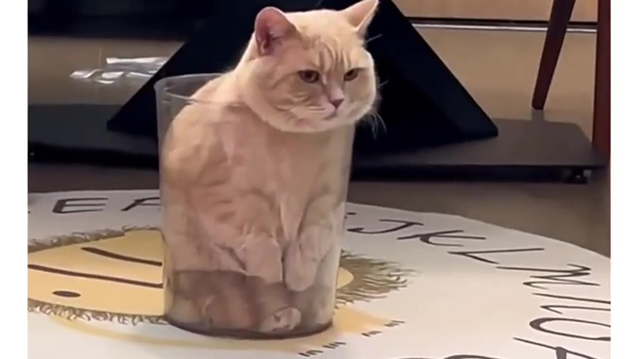 Cute Cats atack