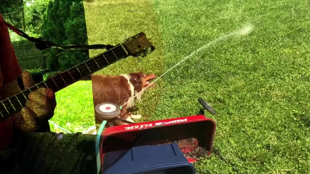 Dog Water Cigar Box Guitar Garden