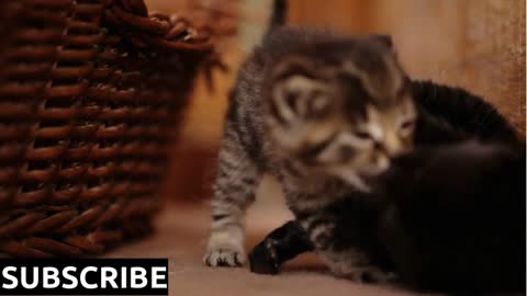 Funny cats fighting with each others near wooden bucket