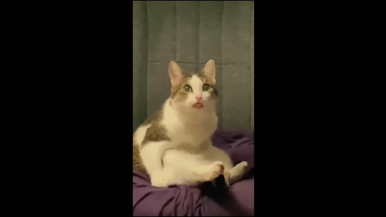 Paws and Giggles: The Ultimate Funny Animal Compilation! 😂