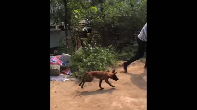 funny animal video