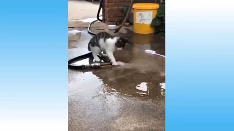 you wont regret watchin this funny animal fails video