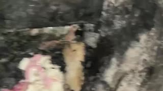 Phone Pulled From Fire Still Functions