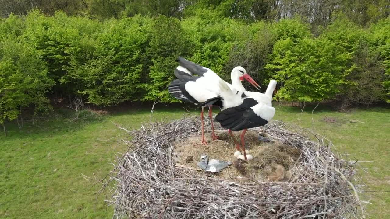 Hatching white storks