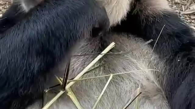 This is a strong panda