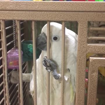 Jealous Cockatoo Interrupts Owner’s Conversation On Purpose