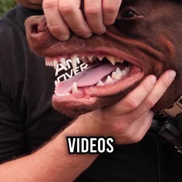 Meet Kane, the 11 Month Old Doberman Pinscher