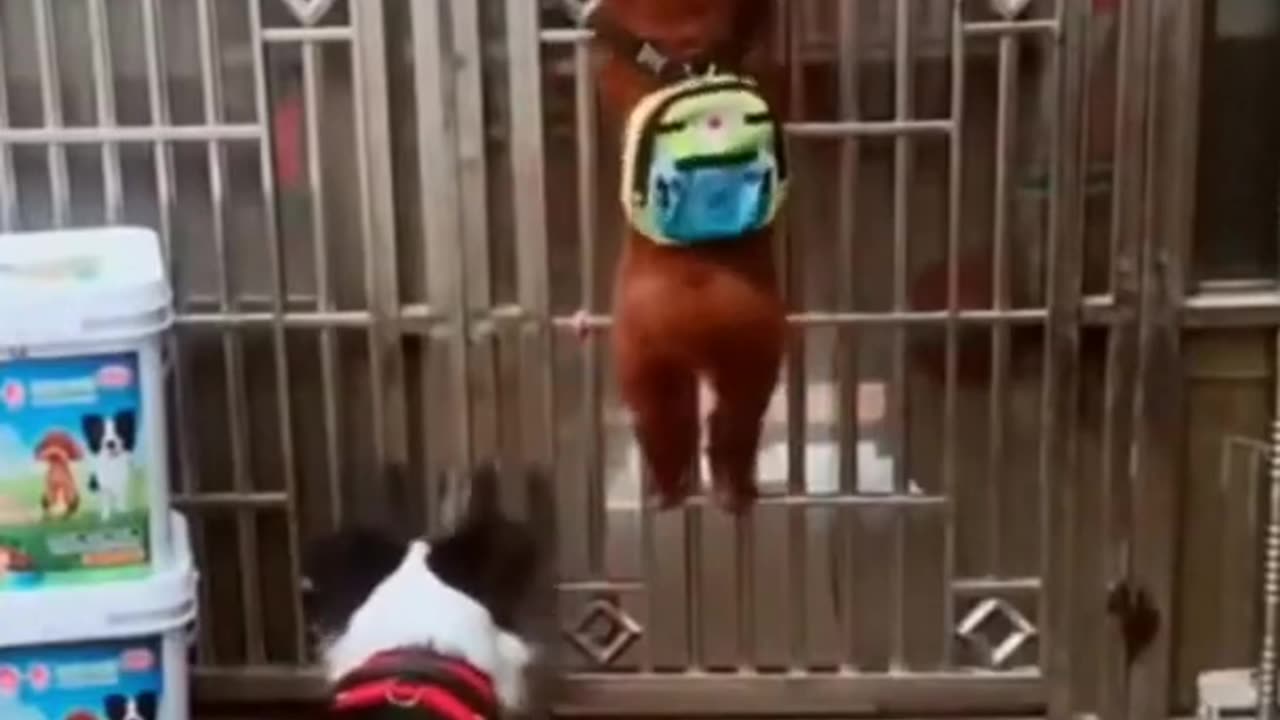 Funny dog