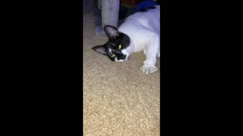 Cat with the Golden Eyes