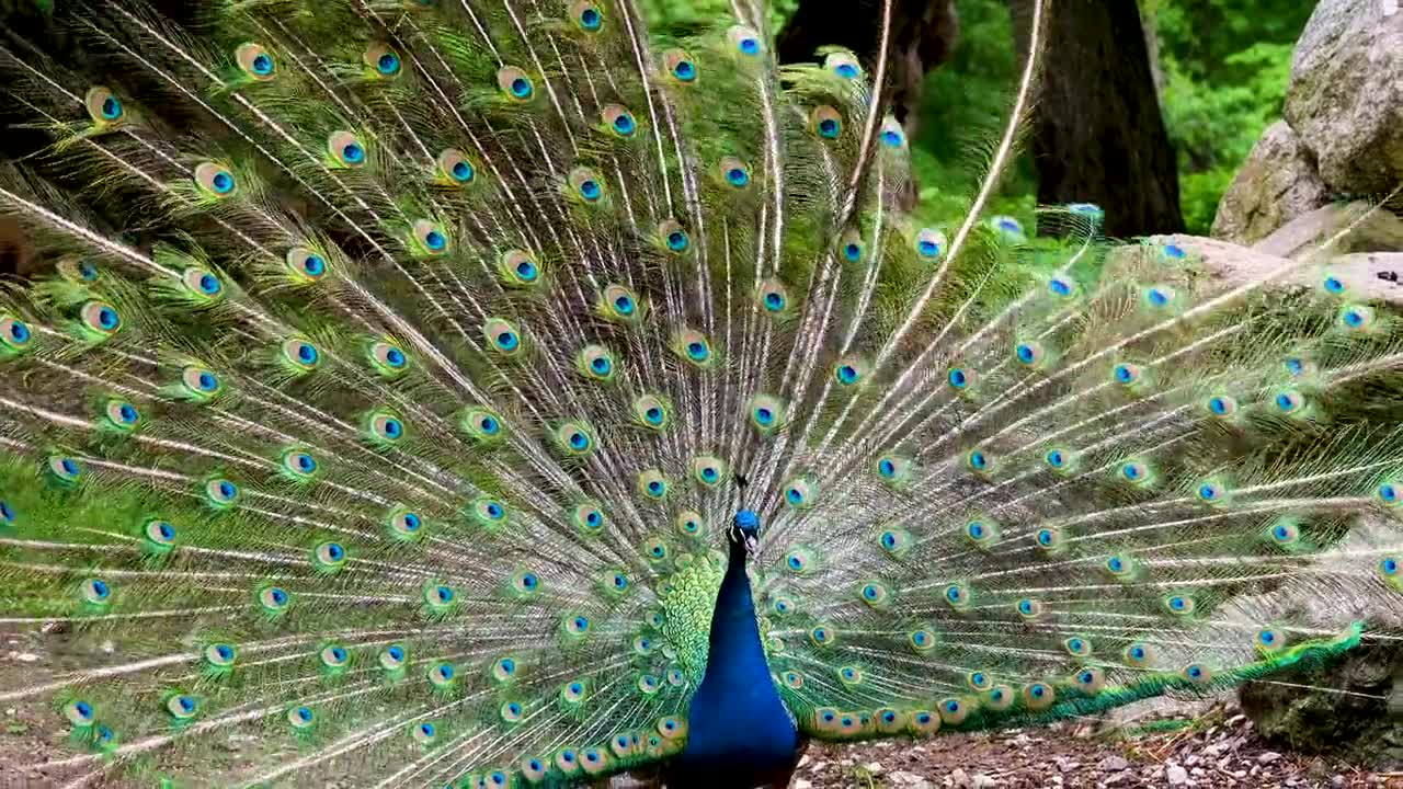 Peacock Dance