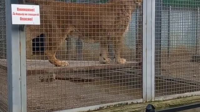 The reaction of a Lion when a female lion is far away