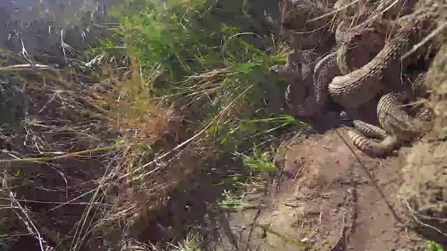 The discovery of a rattlesnake's nest.