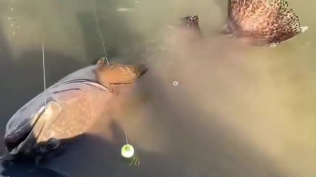 This is a beautiful and charming water-dwelling species