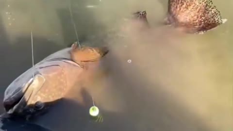 This is a beautiful and charming water-dwelling species