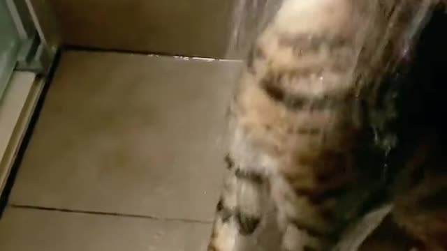 My cat love bathing ❤