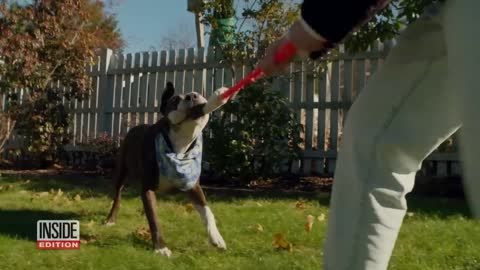 One-Eared Former Stray Dog Named Van Gogh Paints Beautifully