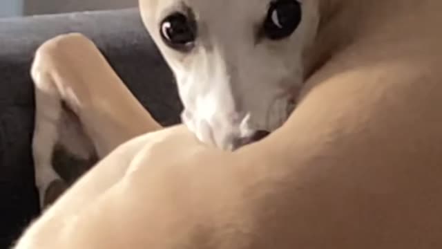 Whippet Dog Creating Mouth Bubbles While Chilling