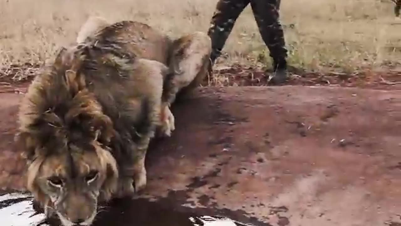 This man is crazy. Watch what he did to lion