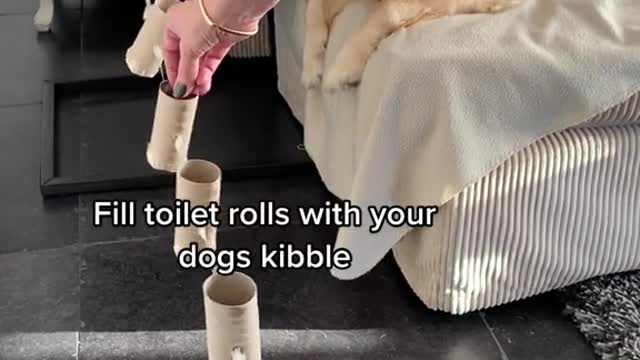 Fun Enrichment for Doggos