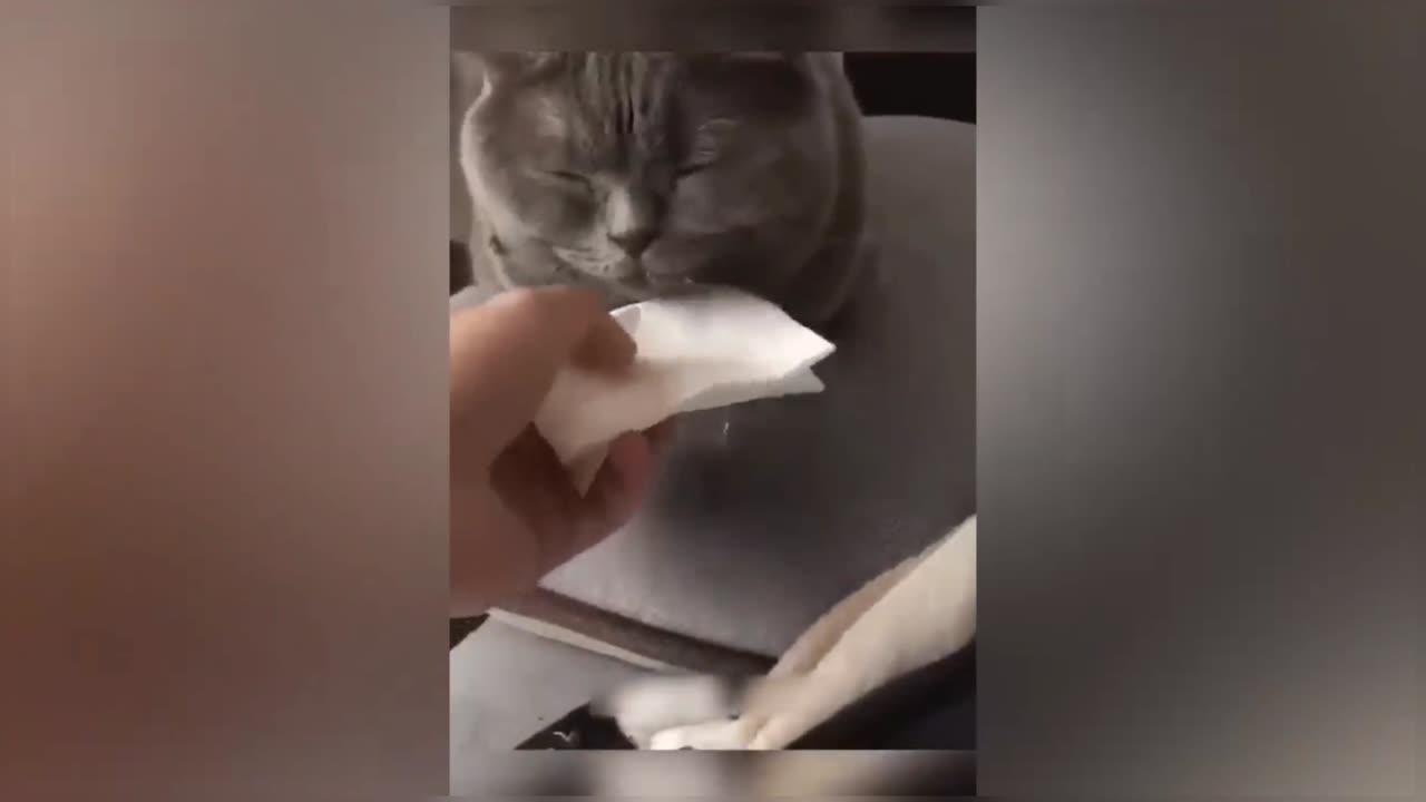 Sleepy funny cat videos 2023