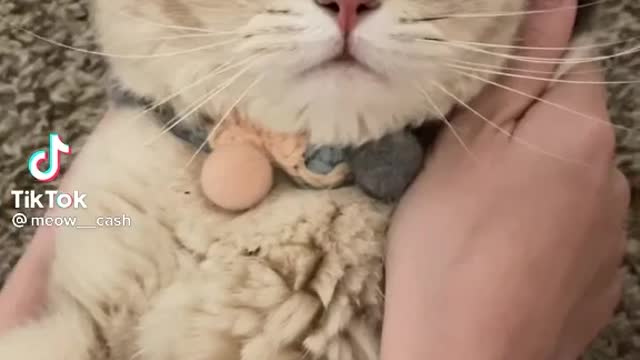 funny cat