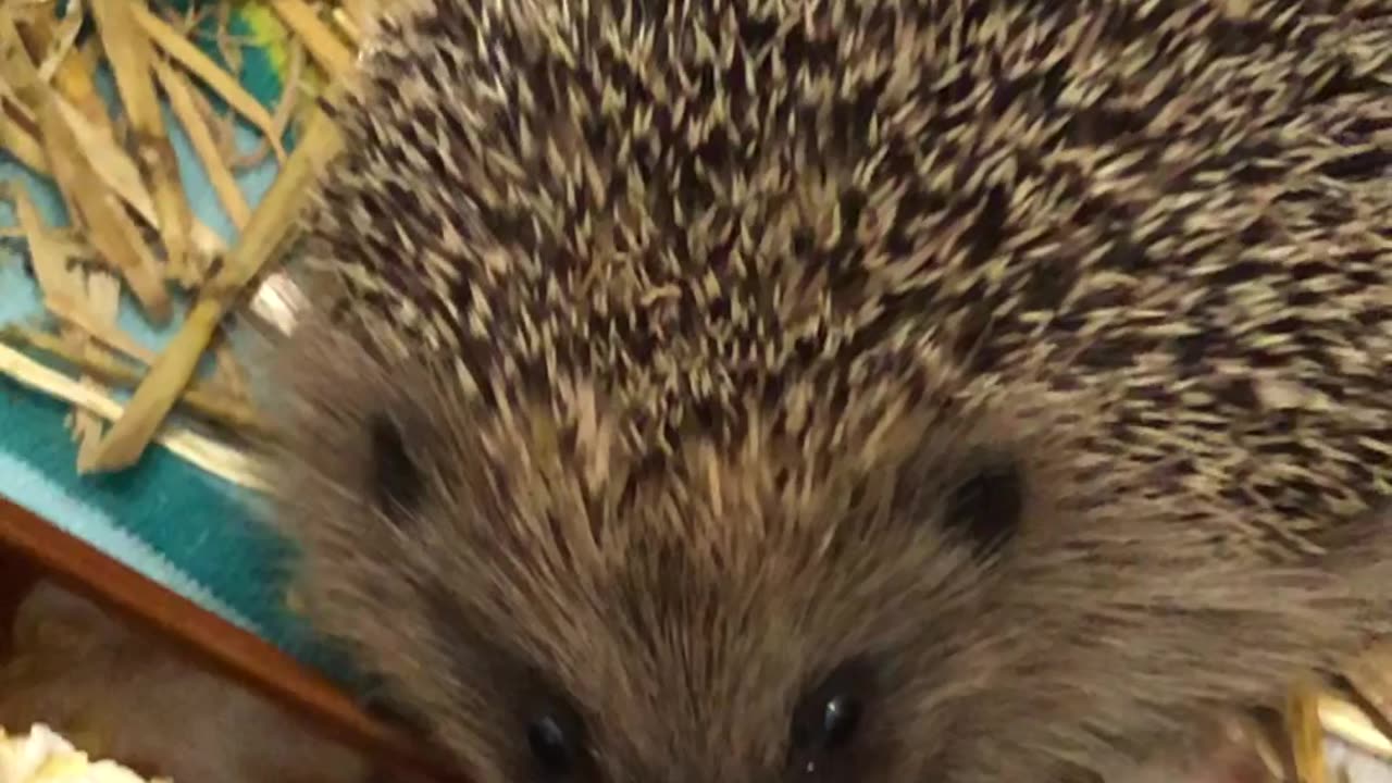 Young Hedgehog getting ready for winter sleep - Junger Igel futtert für Winterschlaf