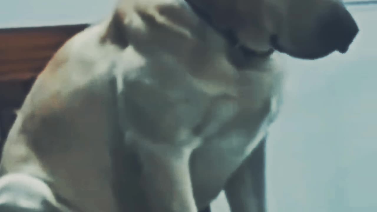 #Very funny cat videos funny cat kids# cat videos#try not lough