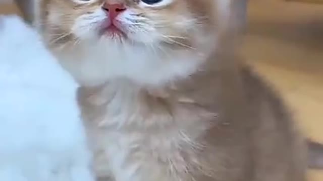 Cat 🐱🐱🐱🐱🐱