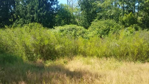 Walking around the Park - Exercising my 1st Amendment of Recording