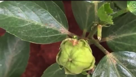 OMG , There’s a Spider On My Plant 🕷️