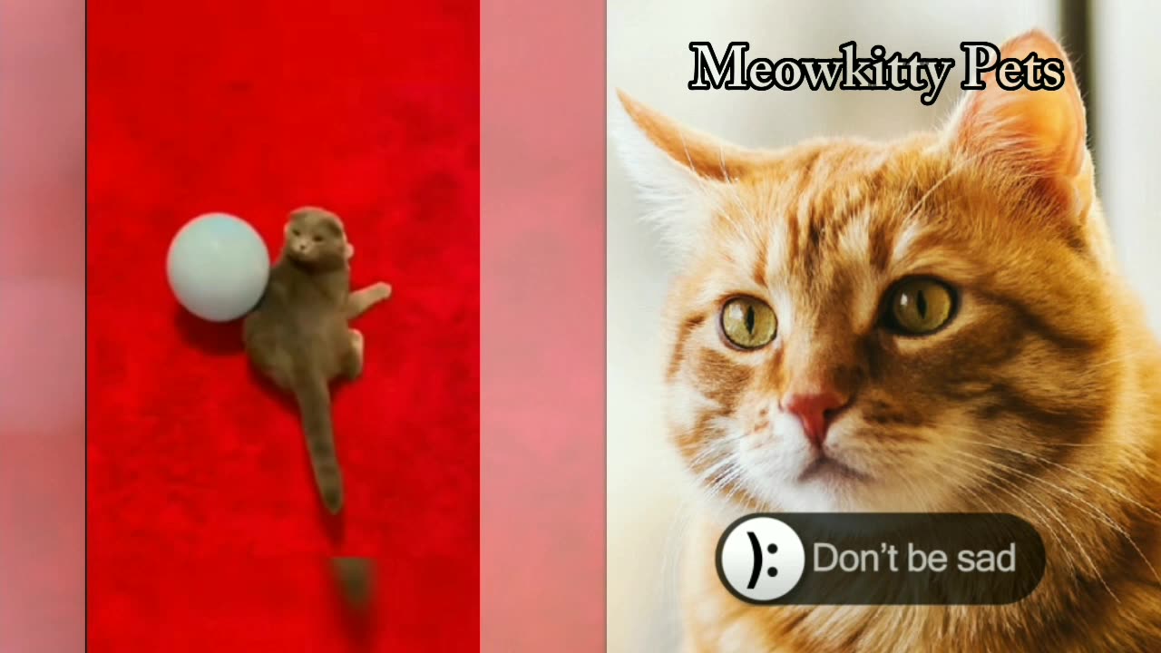 Compilation moment cat and dog video_funniest animals video.mp4 #rumble